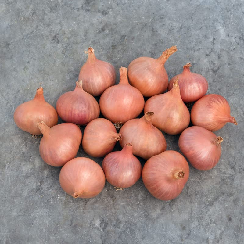Shallot Seeds for Planting Matador Organic Shallot Seeds 250