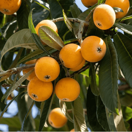 Shambala Loquat Tree Live Plant, Loquat Tree Live for Planting 5 to 8 Inc Tall for Outdoor Garden in 4" Pot - No Ship CA