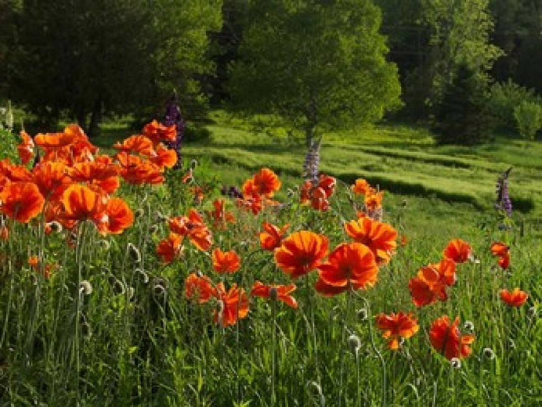 Shampers Bluff Poppies Canvas Art - Jaynes Gallery DanitaDelimont (37 x 28)