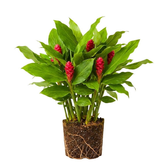 Shampoo Ginger Live Plant, Tropical Zingiber Plant Zingiber Zerumbet, Pinecone Ginger Lily for Indoor and Outdoor Gardens, 4-6 Inch Tall
