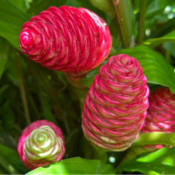 Shampoo Ginger Plant Live, Zingiber Zerumbet Plant Pinecone Ginger Plant for Garden, No Pot