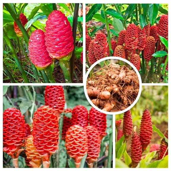 Shampoo Ginger Plant Roots, 4 Live Ginger Rhizomes, Red Pinecone Ginger, Zingiber Zerumbet Perennial for Outdoor Garden