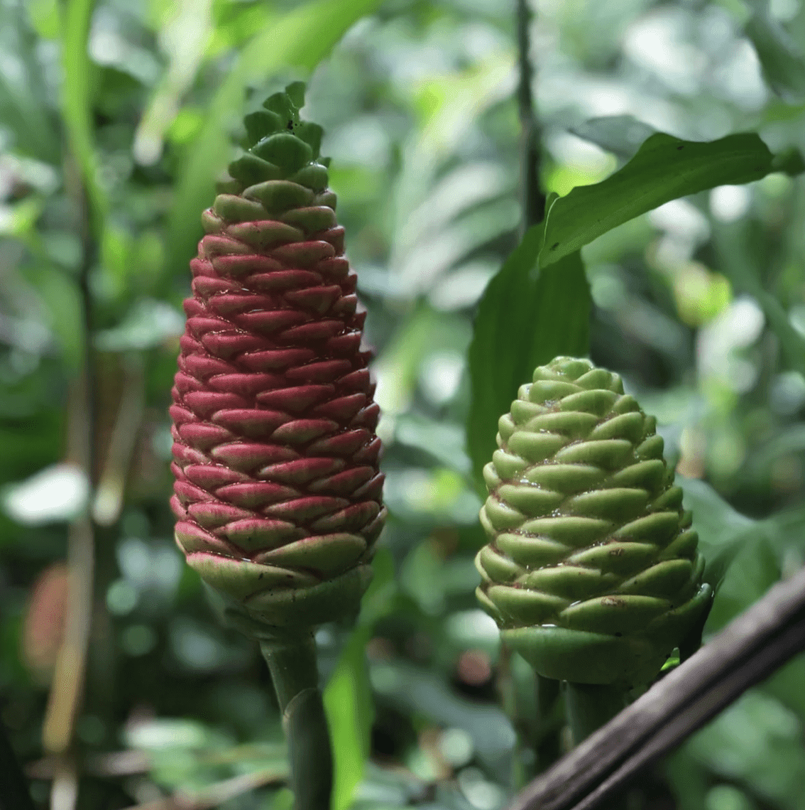 Shampoo Ginger Plant