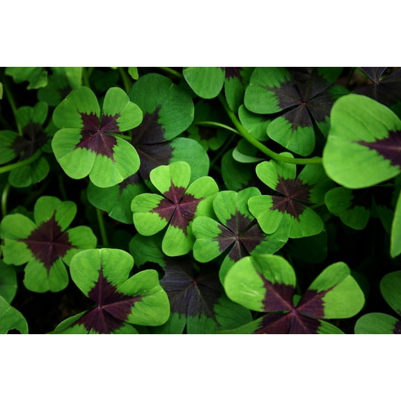 Shamrock Bulbs for Planting - 20 Heathy Bulbs - Lucky Shamrocks to Grow, Great Indoors or Outdoors. Oxalis Iron Cross