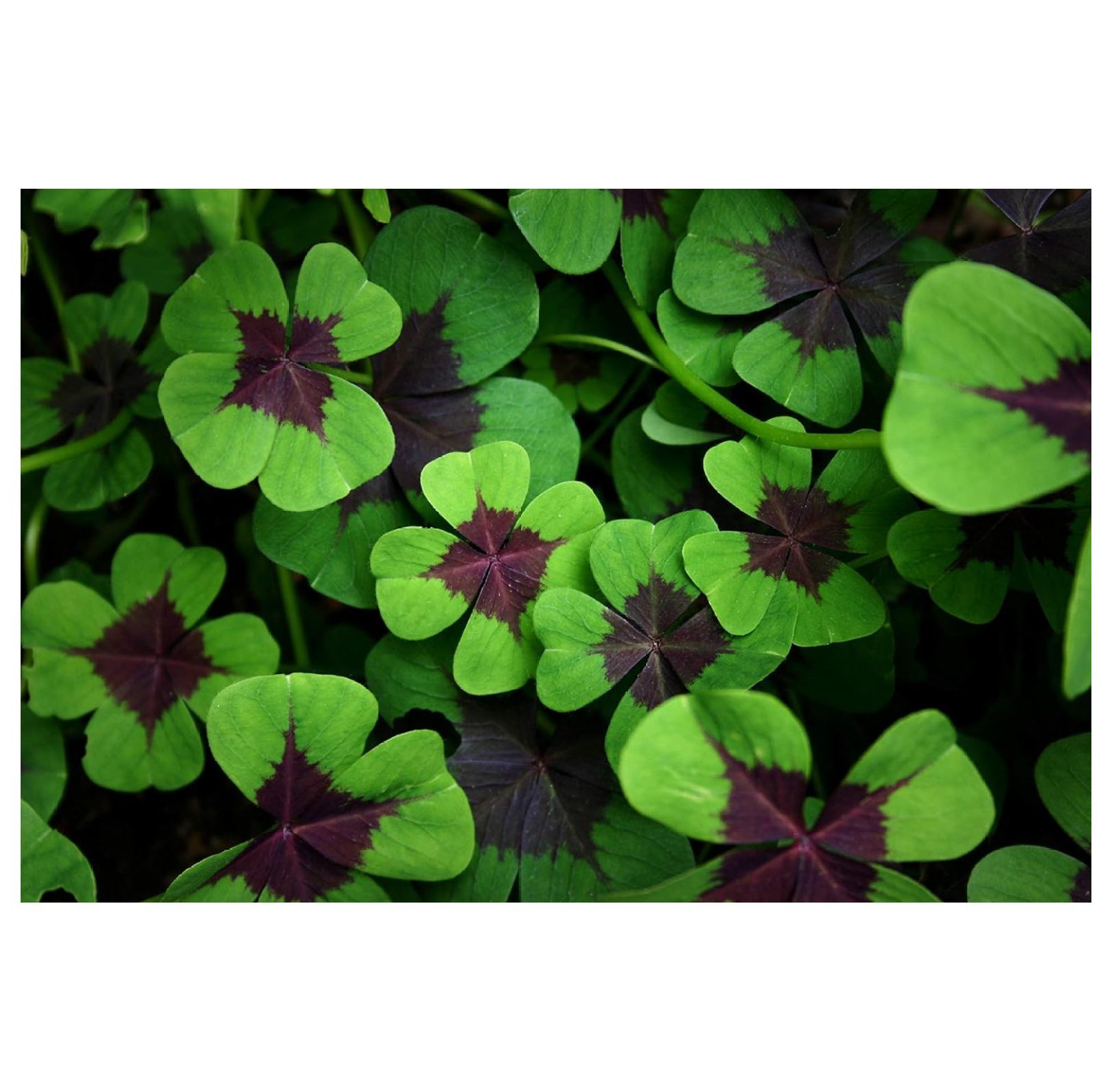 Shamrock Bulbs for Planting 20 Heathy Bulbs Shamrocks to Grow