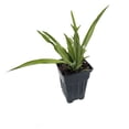 thumbnail image 1 of Shamrock Green Spider Plant - Cleans the Air - 2.5" Pot, 1 of 3