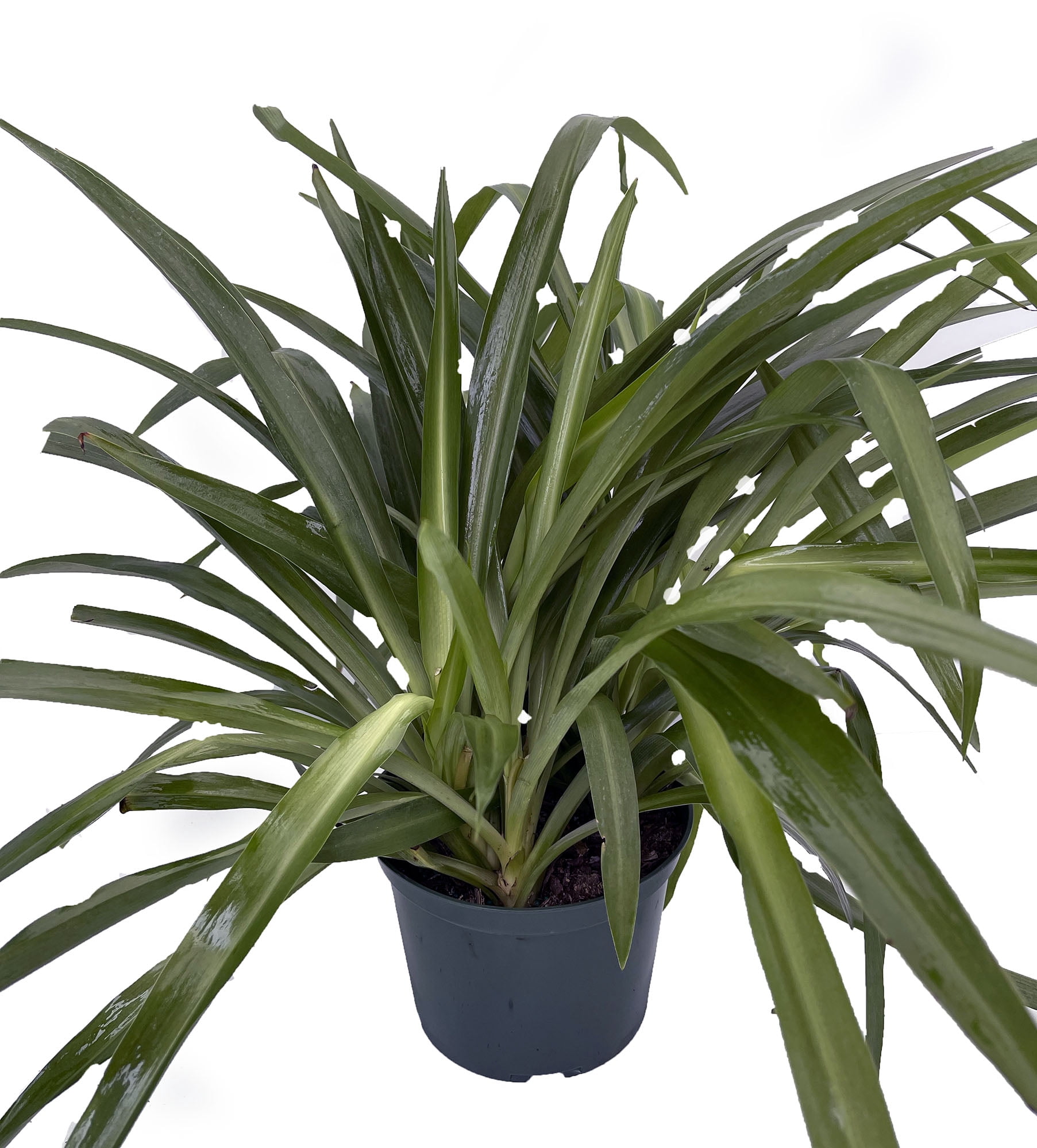 succulent potted plants SUCCULENTMARKET.COM Live Potted Succulents  Live Succulent Plants in Pots (Echeveria Collection)
