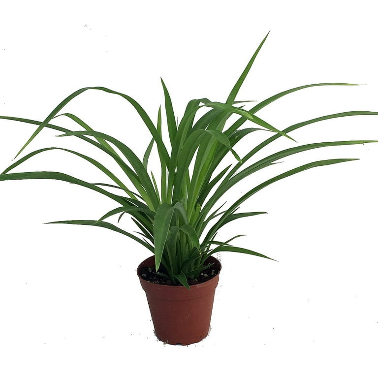 Grow A Spider Plant Today