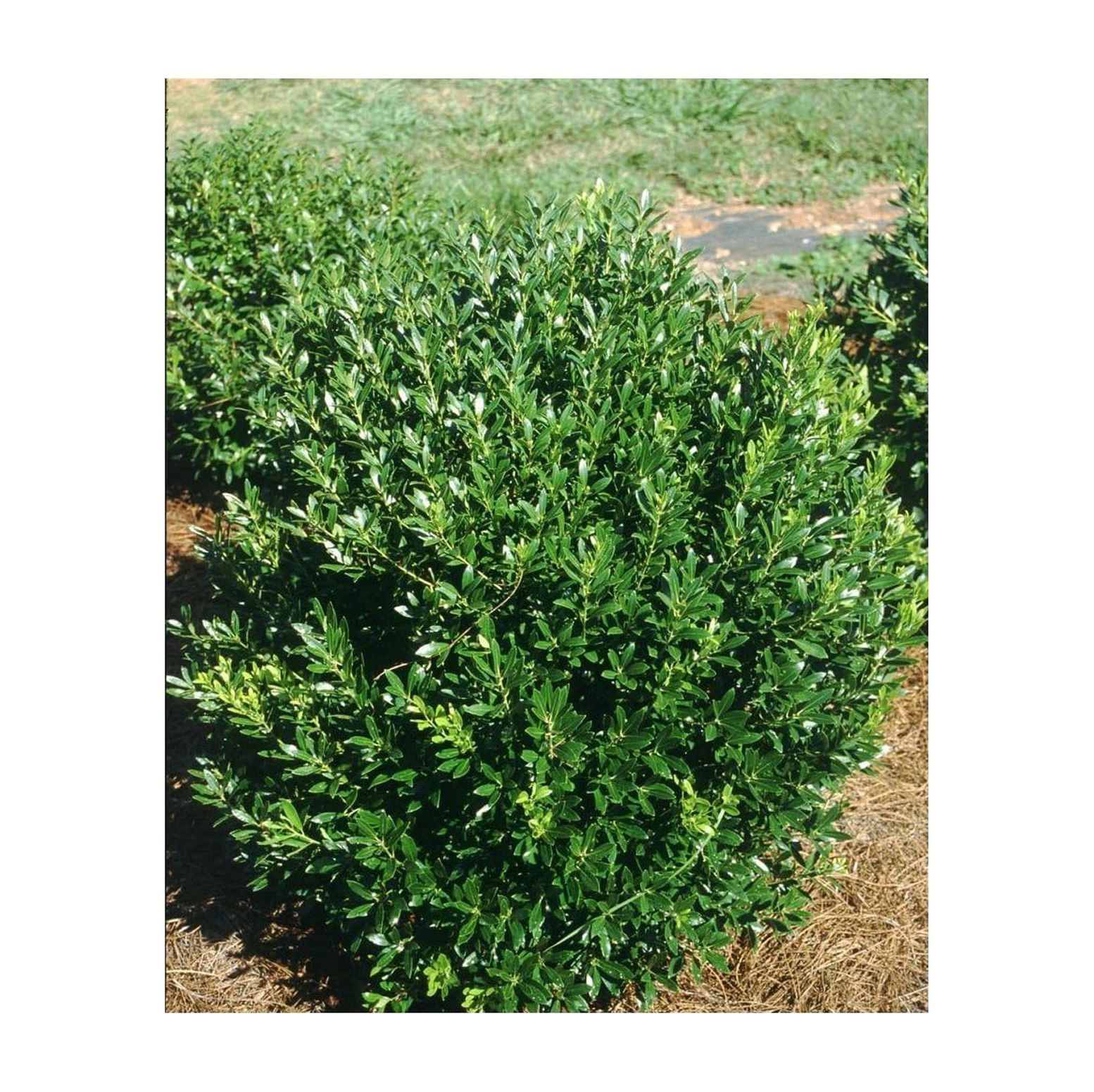Shamrock Inkberry Holly 4