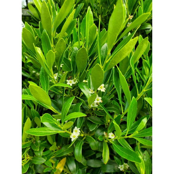 Shamrock Inkberry