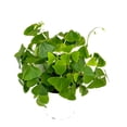 thumbnail image 1 of Shamrock Oxalis Triangularis Good Luck Houseplant, 4" Pot, 1 of 5