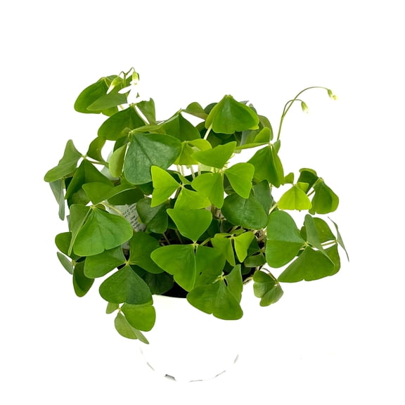 Shamrock Oxalis Triangularis Good Luck Houseplant, 4" Pot