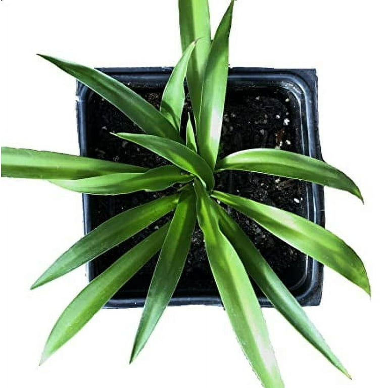 【OK plant】 Amazon.com : Green Circle Growers 5