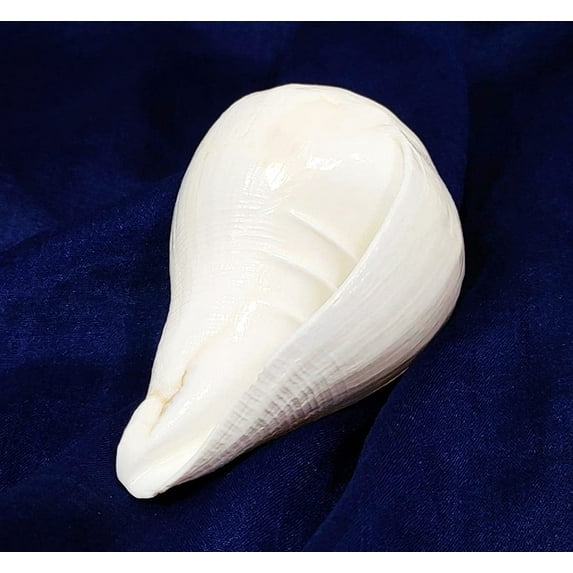 Shankh For Pooja/Blowing Shankh For Pooja Original Conch Shell/Padam vishnu blowing Shankh/ 4 inch pure white By Indian Collectible