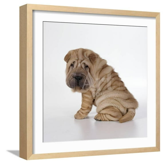 Shar Pei Puppy, SideView, Animals Framed Art Print Wall Art Sold by Art.Com