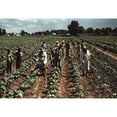 thumbnail image 1 of Sharecroppers At Bayou Bourbeau Plantation History (36 x 24), 1 of 2
