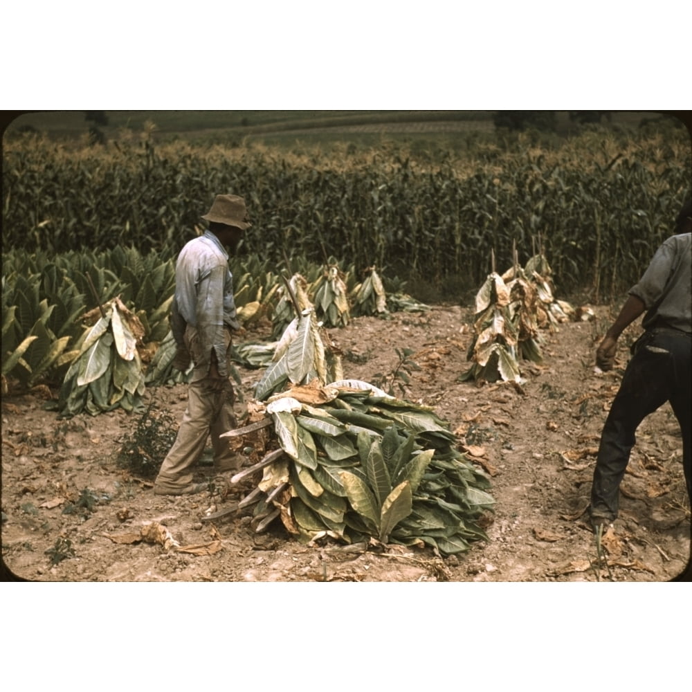 putting tobacco on a cut How To Prepare Plug Tobacco Sharecroppers Cutting Burley Tobacco And