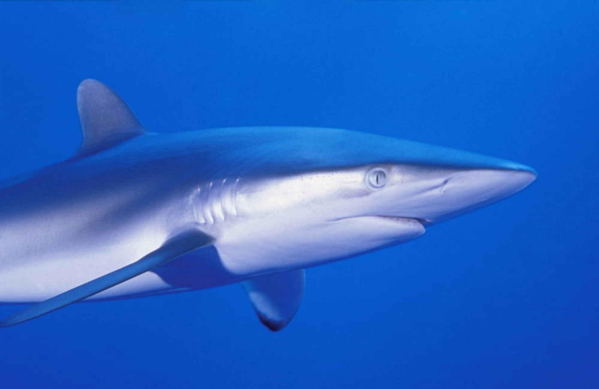 Shark Canvas Art - Carson Ganci Design Pics (17 x 11)