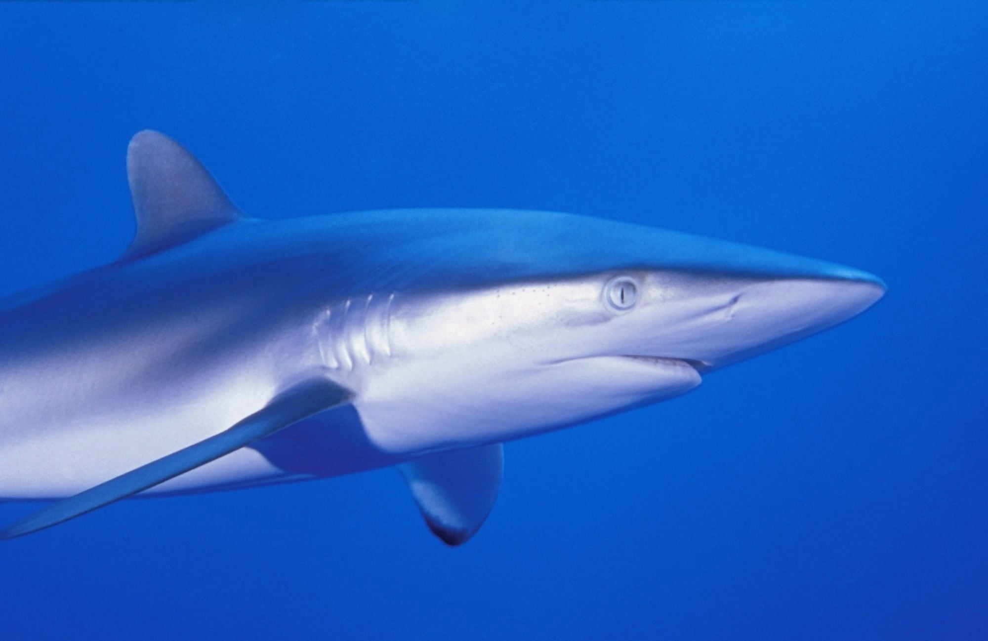 Shark Canvas Art - Carson Ganci Design Pics (34 x 22)
