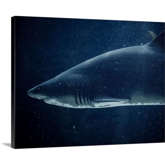 Shark Canvas Blue canvas art