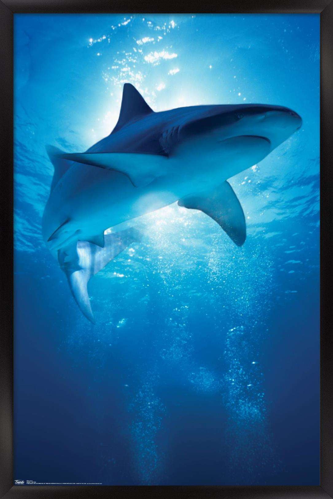 Shark - Depths Wall Poster, 14.725" x 22.375", Framed