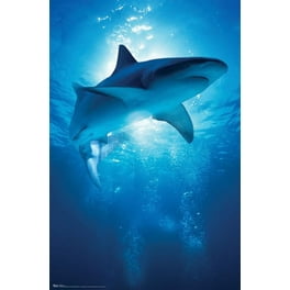 A Great White Shark with sunrays just below the surface