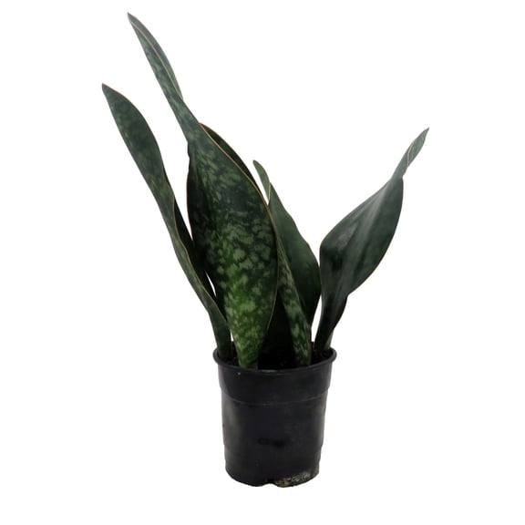 Shark Fin Snake Plant - Whale Fin - Sanseveria masoniana - 5" Pot - Collector's