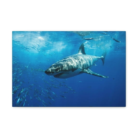 Shark Hunting Shark on Hunt Print Animal Wall Art Wildlife Canvas Prints Wall Art Ready to Hang Unframed