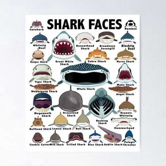 Shark Identification Educational Chart Poster, Poster Home Decor , Poster Print Only