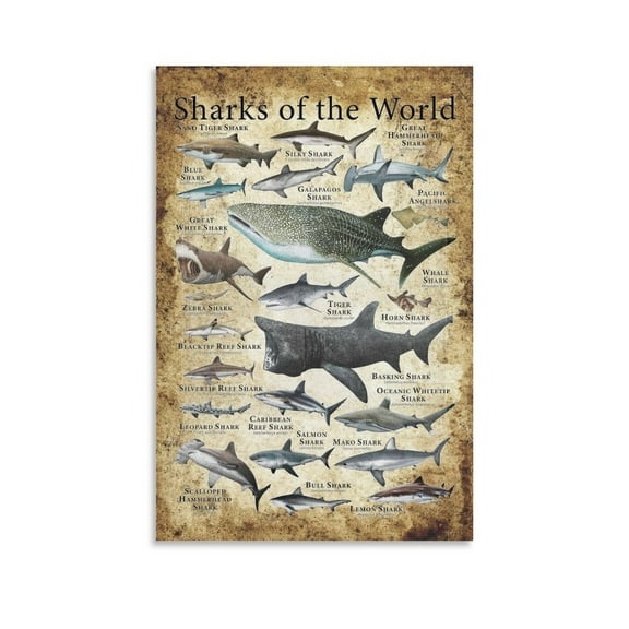 Shark Knowledge Animal Sharks Types of The World Chart Poster Cool Artworks Painting Wall Art Canvas Prints Hanging Picture Home Decor Posters Gift 20x30inch(50x75cm)