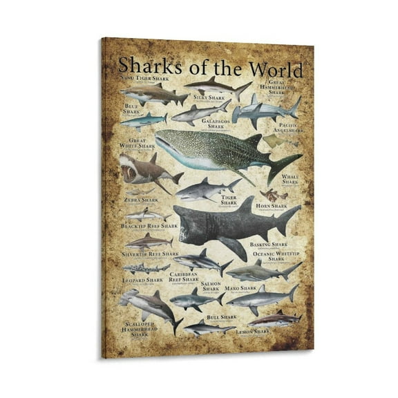 Shark Knowledge Animal Sharks Types of The World Chart Poster Decorative Painting Canvas Wall Art Living Room Posters Bedroom Painting 08x12inch(20x30cm)