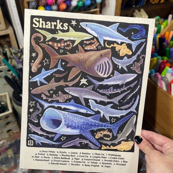 Shark Poster | Shark Species Identification | 8.5x11 Wall Art Print, Unframed Paper Poster 11x14in
