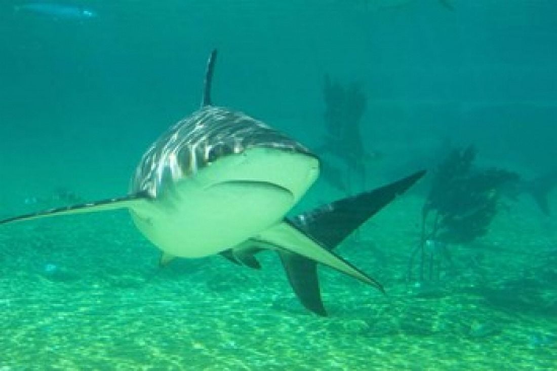 Shark Sea World Gold Coast Queensland Australia Canvas Art - David Wall DanitaDelimont (26 x 17)