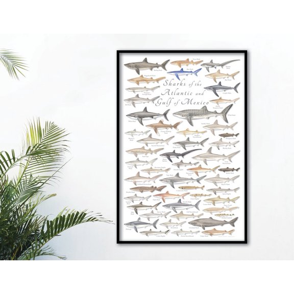 Shark Species Educational Infographic Marine Biology Wall Art 16x24 UNFRAMED
