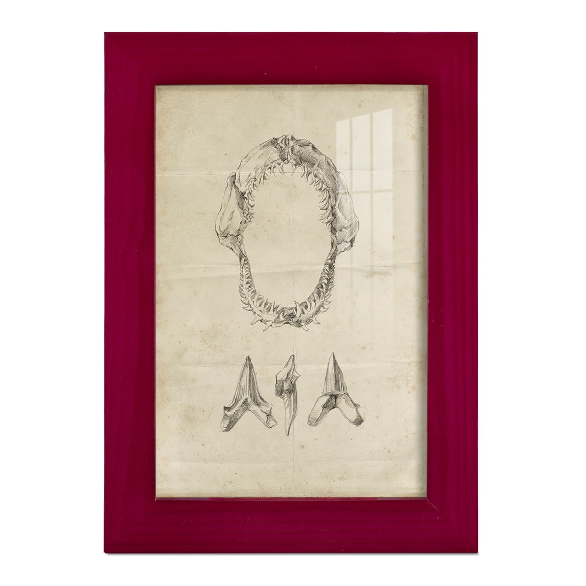 Shark Study I - Framed Print w/glass - Cherry Red