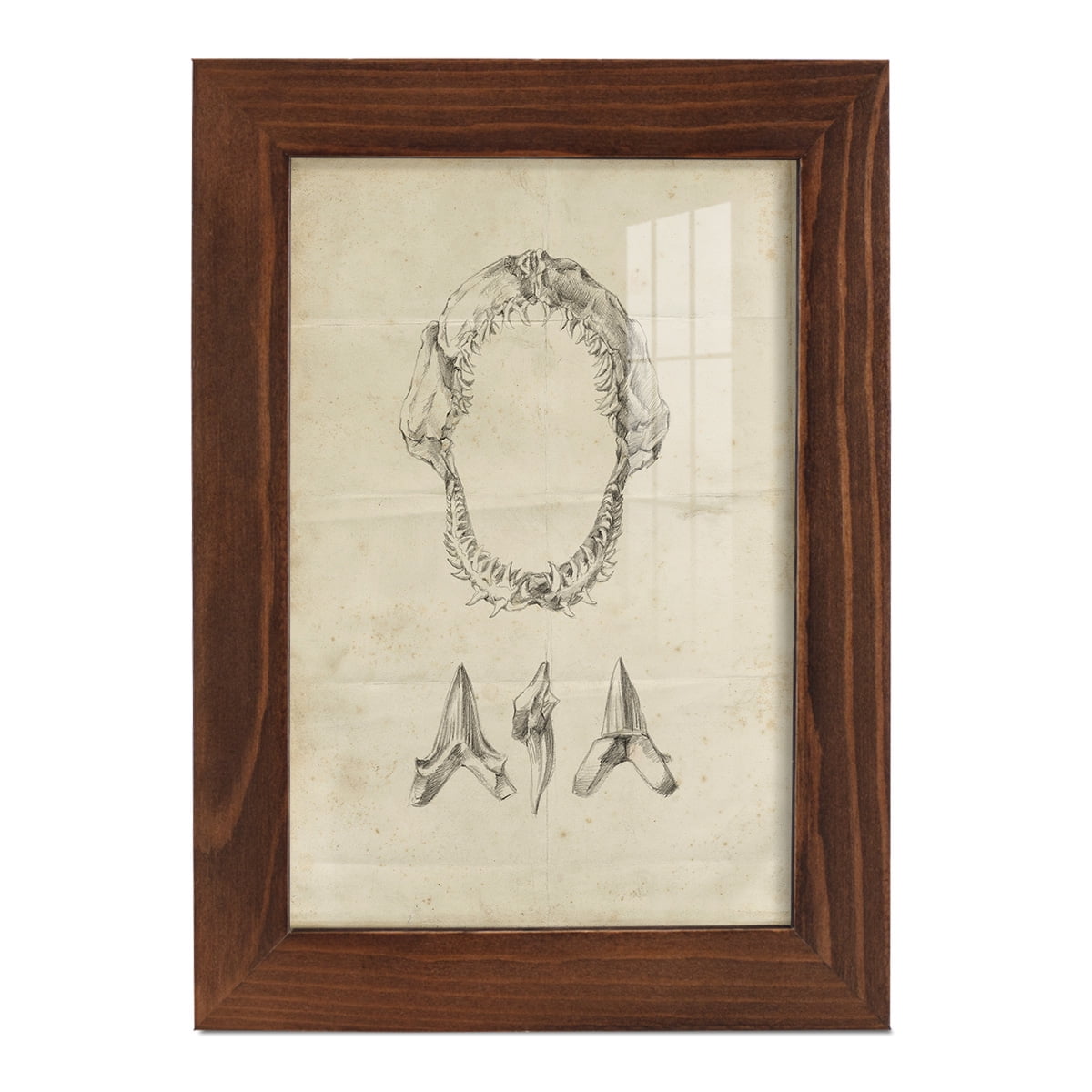 Shark Study I - Framed Print w/glass - Chestnut