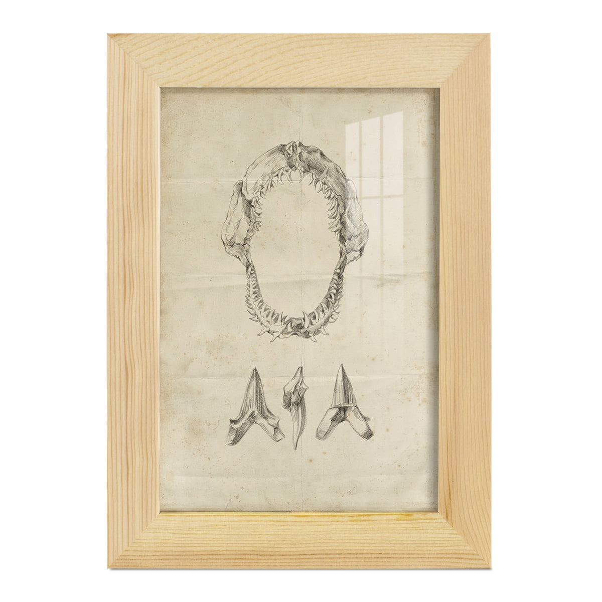 Shark Study I - Framed Print w/glass - Natural Wood