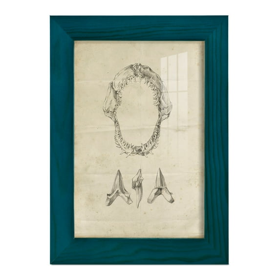 Shark Study I - Framed Print w/glass - Ocean Blue