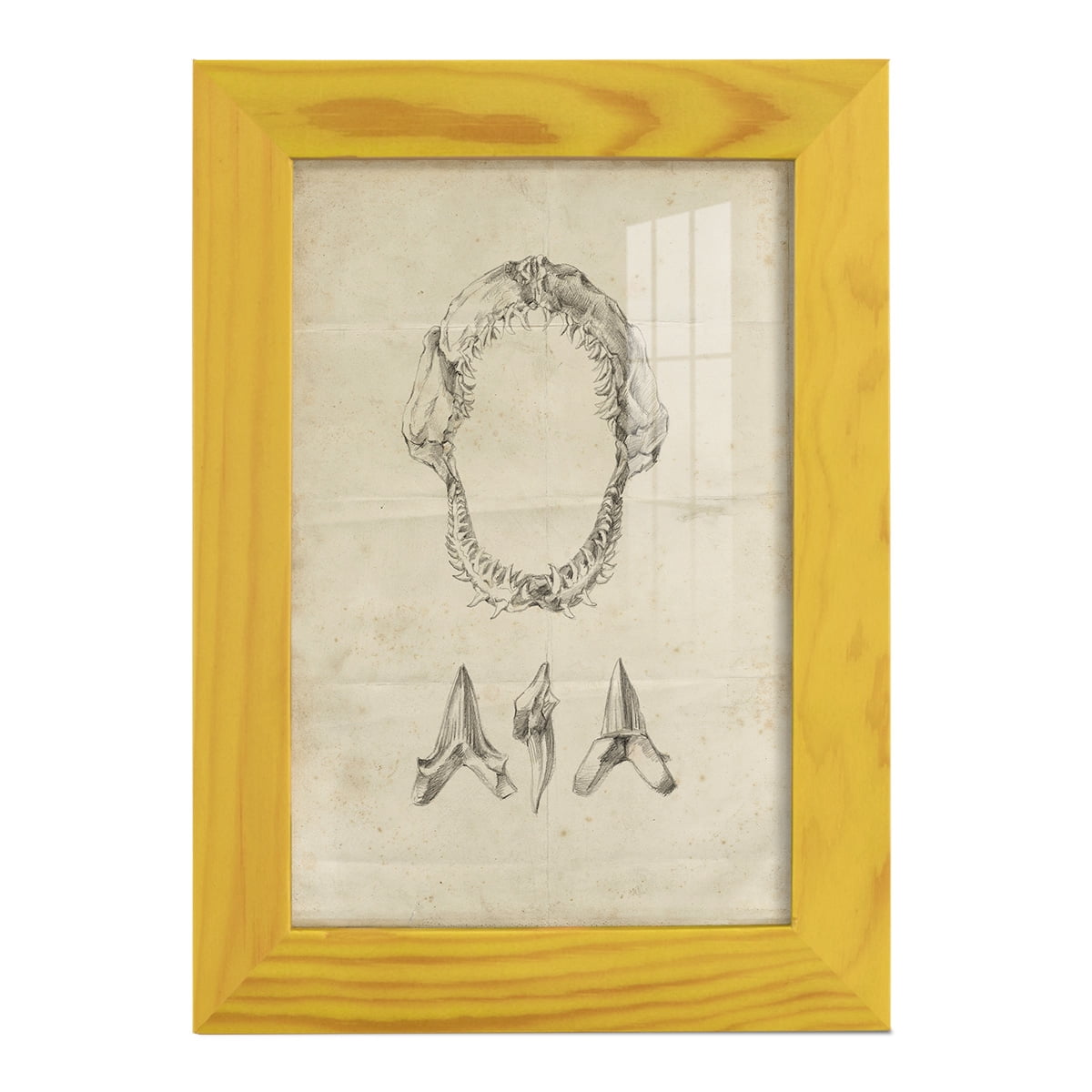 Shark Study I - Framed Print w/glass - Sunflower Yellow