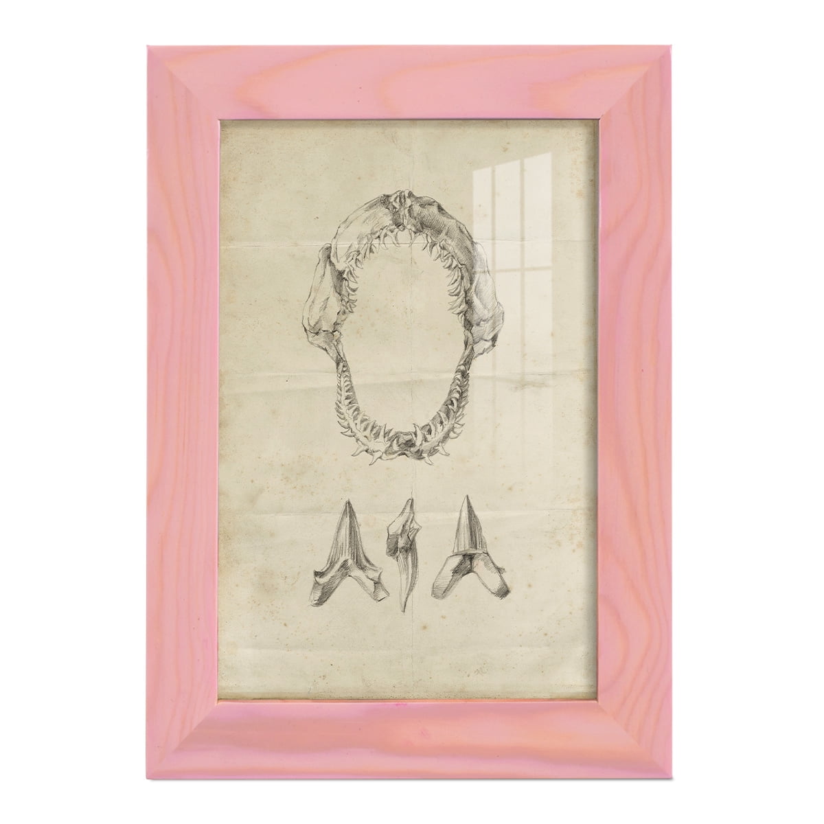 Shark Study I - Framed Print w/glass - Sunset Pink