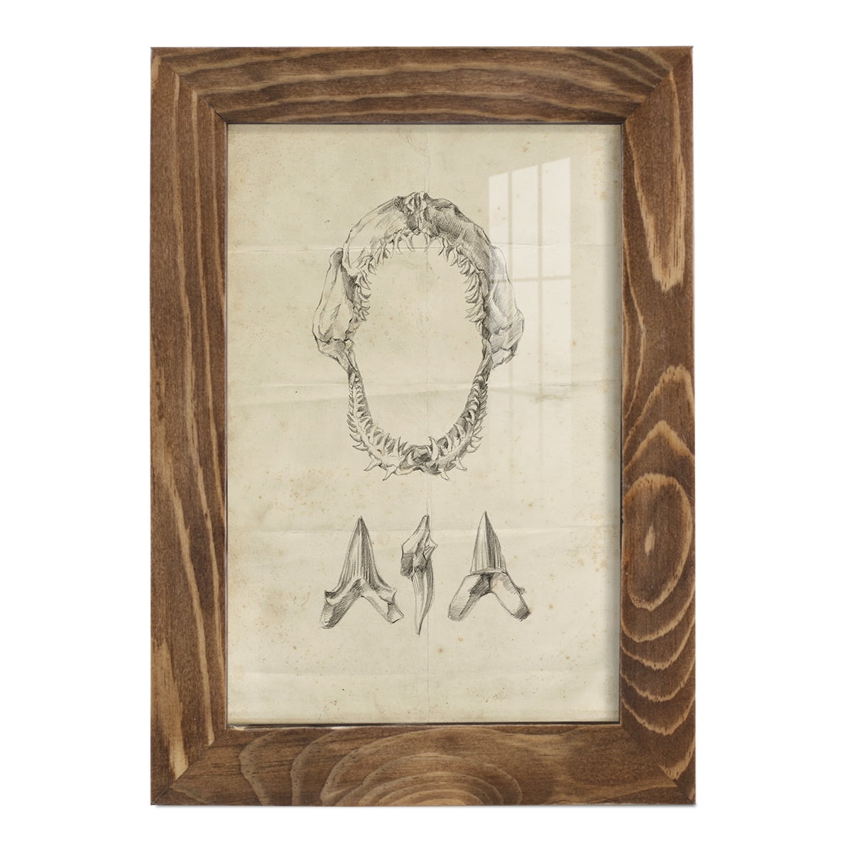 Shark Study I - Framed Print w/glass - Walnut