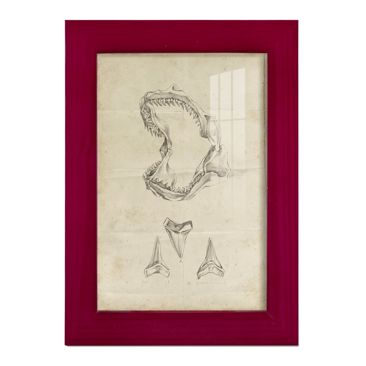 Shark Study II - Framed Print w/glass - Cherry Red