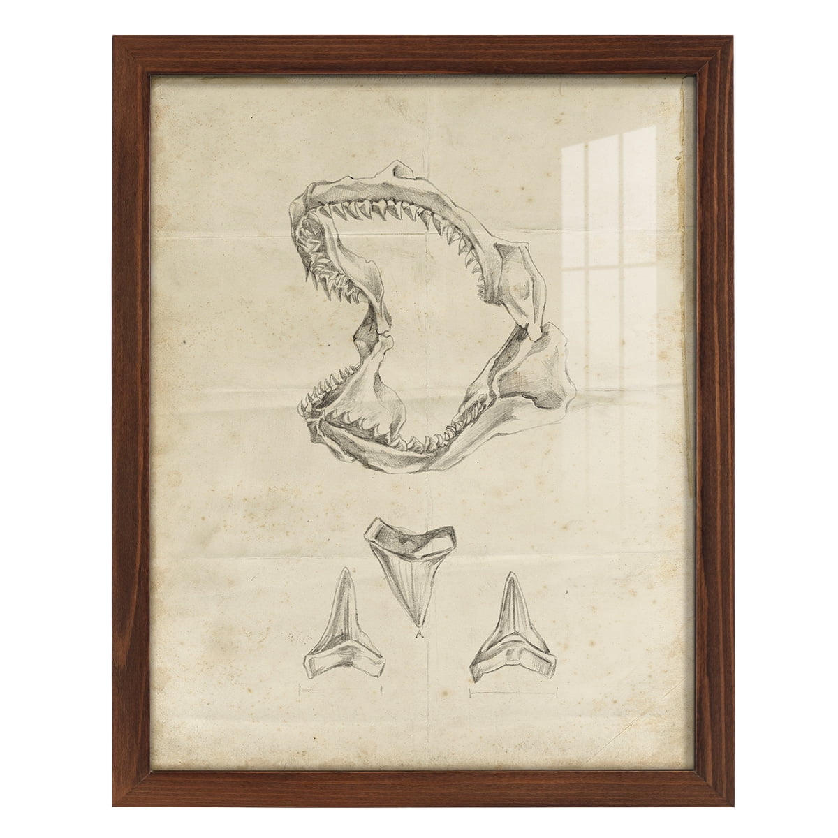 Shark Study II - Framed Print w/glass - Chestnut