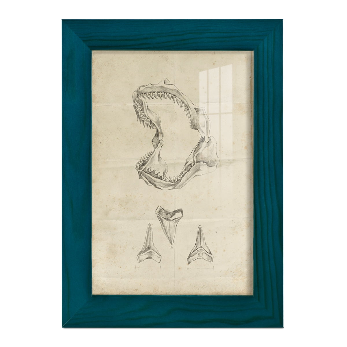 Shark Study II - Framed Print w/glass - Ocean Blue