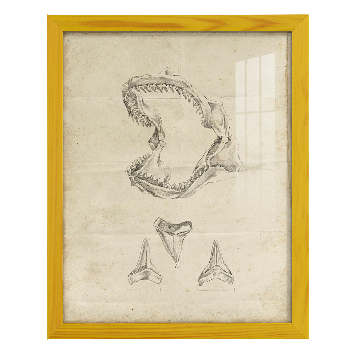 Shark Study II - Framed Print w/glass - Sunflower Yellow