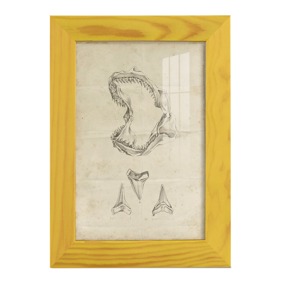 Shark Study II - Framed Print w/glass - Sunflower Yellow