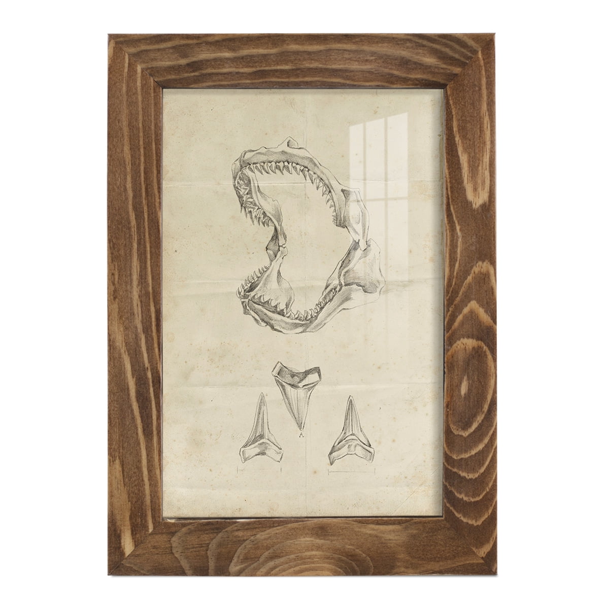 Shark Study II - Framed Print w/glass - Walnut