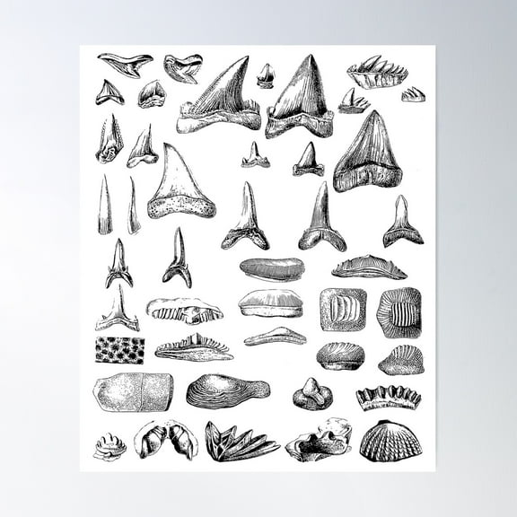 Shark Teeth And Shells Fossils Archeology & Natural History Poster Wall Art, Modern Wall Decor For Living Room Bedroom, 16x24 UNFRAMED