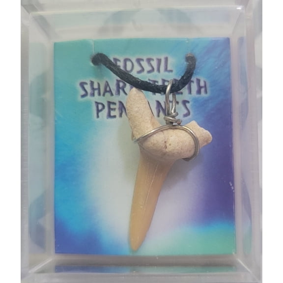 Shark Tooth Necklace Fossil