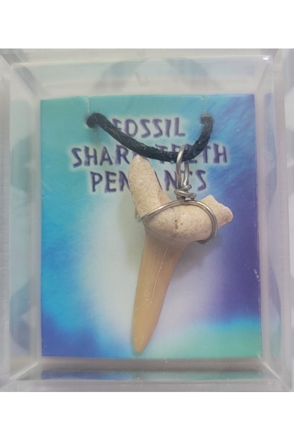 Shark Tooth Necklace Fossil